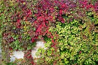 Parthenocissus quinquefolia - Virginia creeper on a wall in autumn
