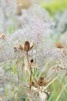 Eryngium giganteum 'Silver Ghost' and Calamagrostis brachytricha - Spent Eryngo 'Silver Ghost' and Korean feather reed grass in autumn