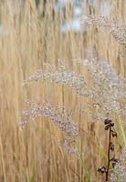 Calamagrostis brachytricha - Korean feather reed grass in autumn