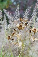 Eryngium giganteum 'Silver Ghost' and Calamagrostis brachytricha - Spent Eryngo 'Silver Ghost' and Korean feather reed grass in autumn
