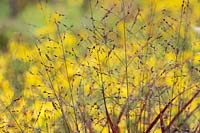 Panicum virgatum 'Shenandoah' - Switchgrass in autumn