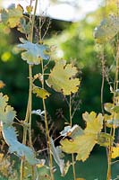 Macleaya microcarpa - Plume Poppy - spent foliage 