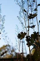 Macleaya microcarpa - Spent plume poppy foliage in autumn
