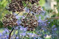 Angelica sylvestris - Wild Angelica - seeds hanging from stems