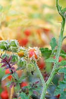 Solanum sisymbriifolium - Sticky nightshade fruit ripening in autumn