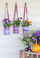 Decorated tin cans planted with small flowering autumn bedding Viola - pansies on painted wooden background