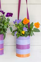 Decorated tin cans planted with small flowering bedding Viola, hanging in front of painted wooden background
