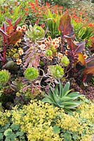 Border of vividly coloured perennials including Agave attenuata, Canna 'Durban', Dahlia 'Moonfire', Alchemilla mollis,  aeonium and Crocosmia 'Lucifer'