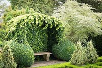 Hedera - Ivy - over an arbour with stone bench, framed by clipped Buxus - Box - balls at edge of a knot garden variegated topiary pyramids 