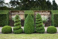Clipped Buxus - Box - shapes including: cone, spiral, sphere and buttresses interspersed with pots of Argyranthemum frutescens 