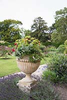 Urn on plinth surrounded by Lavendula - Lavender, urn planted with Pelargonium, Salvia discolor and Fuchsia