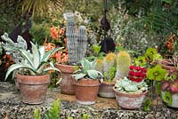 Terracotta pots of cacti and succulents on a wall 