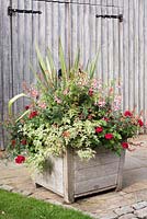 Large wooden container planted with Pelargoniums, Fuchsias, Cuphea and Phormium.