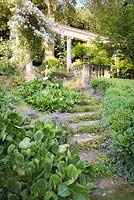 Steps colonised by Campanula with Bergenia on oneside and Buxus - Box - on the other. Steps lead up to the terrace and colonnade