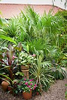 Pots of Tradescantia 'Blushing Bride', impatiens, Ensete ventricosum 'Maurelii', cordyline and bromeliads surrounded by trachycarpus leaves.