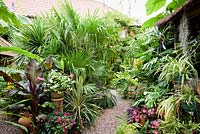 Pots of Tradescantia 'Blushing Bride', impatiens, Ensete ventricosum 'Maurelii', cordyline and bromeliads surrounded by trachycarpus leaves. On the left plants smother the Jungle Hut, including spider plants, begonias, Monstera deliciosa, Tillandsia usneoides and staghorn ferns, Platycerium bifurcatum.