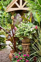 Tradescantia 'Blulshing Bride' on a simple homemade wooden plinth surrounded by pink impatiens, deep purple Ensete ventricosum 'Maurelii' and a variegated cordylline at Oak Barn.