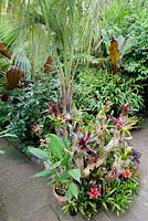 Drift wood branches decorated with bromeliads and tillandsias below a jelly palm, Butia capitata  surrounded by large leaved exotics including hedychiums, palms, trachycarpus and Ensete ventricosum 'Maurelii'.