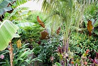 Drift wood branches decorated with bromeliads and tillandsias below a jelly palm, Butia capitata,  surrounded by large leaved exotics including hedychiums, trachycarpus, Musa basjoo and Ensete ventricosum 'Maurelii'.