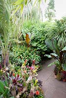 Drift wood branches decorated with bromeliads and tillandsias below a jelly palm, Butia capitata,  surrounded by large leaved exotics including hedychiums, cordylines, trachycarpus and Ensete ventricosum 'Maurelii'.