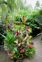 Drift wood branches decorated with bromeliads and tillandsias surrounded by large leaved exotics including cannas, palms, trachycarpus and Ensete ventricosum 'Maurelii'.