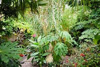 Decorative pot surrounded by lush planting including Tetrapanax papyrifer 'Rex', Canna iridiflora, Arundo donax and begonias, all framed by more lush planting such as trachycarpus, bamboo, Fatsia japonica and tree ferns