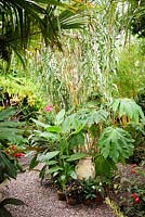 Decorative pot surrounded by lush planting including Tetrapanax papyrifer 'Rex', Canna iridiflora, Arundo donax and begonias, all framed by more lush planting such as trachycarpus, bamboo, Fatsia japonica and tree ferns 