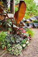 Plants cluster around the steps of the Jungle Hut including begonias, Tradescantia 'Zebrina' and Ensete ventricosum 'Maurelii'