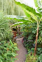 Gravel path through lush foliage including Musa basjoo, hedychiums, cordylines and Tetrapanax papyrifer 'Rex' 