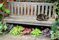 Cat asleep on a bench underplanted with colourful heucheras 