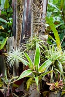 Bromeliads and tillandsias growing on the base of a jelly palm tree