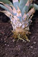 Ananas comosus -  Pineapple - rooted in water and potted into compost