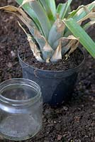 Ananas comosus -  Pineapple - rooted in water and potted into compost