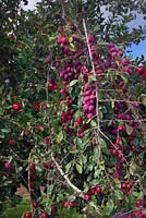Prunus domestica 'Victoria' - Plum 