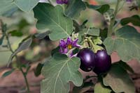 Solanum melongena 'Baby Belle' - Aubergine
