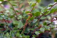 Pellaea rotundifolia - Button Fern