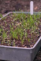 Allium cepa 'Red Baron' - Onion - seedlings in a seed tray  
