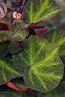 Begonia soli-mutata leaf detail