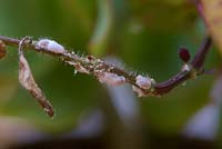 Mealybug - Planococcus citri - with characteristic fluffy white deposits on Hypoestes phyllostachya - Polkadot - plant