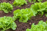 Lactuca sativa 'Tom Thumb' - Lettuce - compact variety