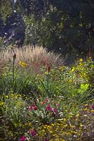 Kniphofia caulescens in a naturalistic planting with Helenium and grasses 
