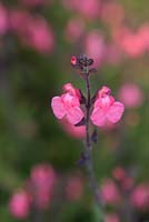 Salvia x jamensis 'Pluenn'