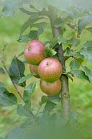 Malus domestica 'Bosbury Pippin' - Apple 