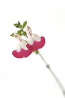 Salvia Cherry Lips - Sage 'Dysceri'