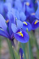 Iris 'Harmony' - Dwarf Iris
