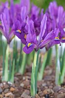 Iris 'Scent-Sational' - Dwarf Iris Scent Sational - detail of yellow markings on petal