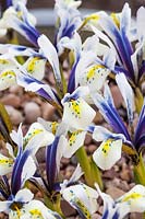 Iris 'Sea Breeze' - Dwarf Iris - detail of yellow markings on petal
