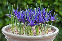 Iris reticulata 'Blue Note' - Dwarf Iris - in pot