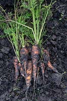 Harvested Daucus carota 'St.Valery' carrots on an allotment.