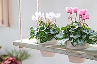 Tiered shelving unit used inside with potted Cyclamen houseplants. 